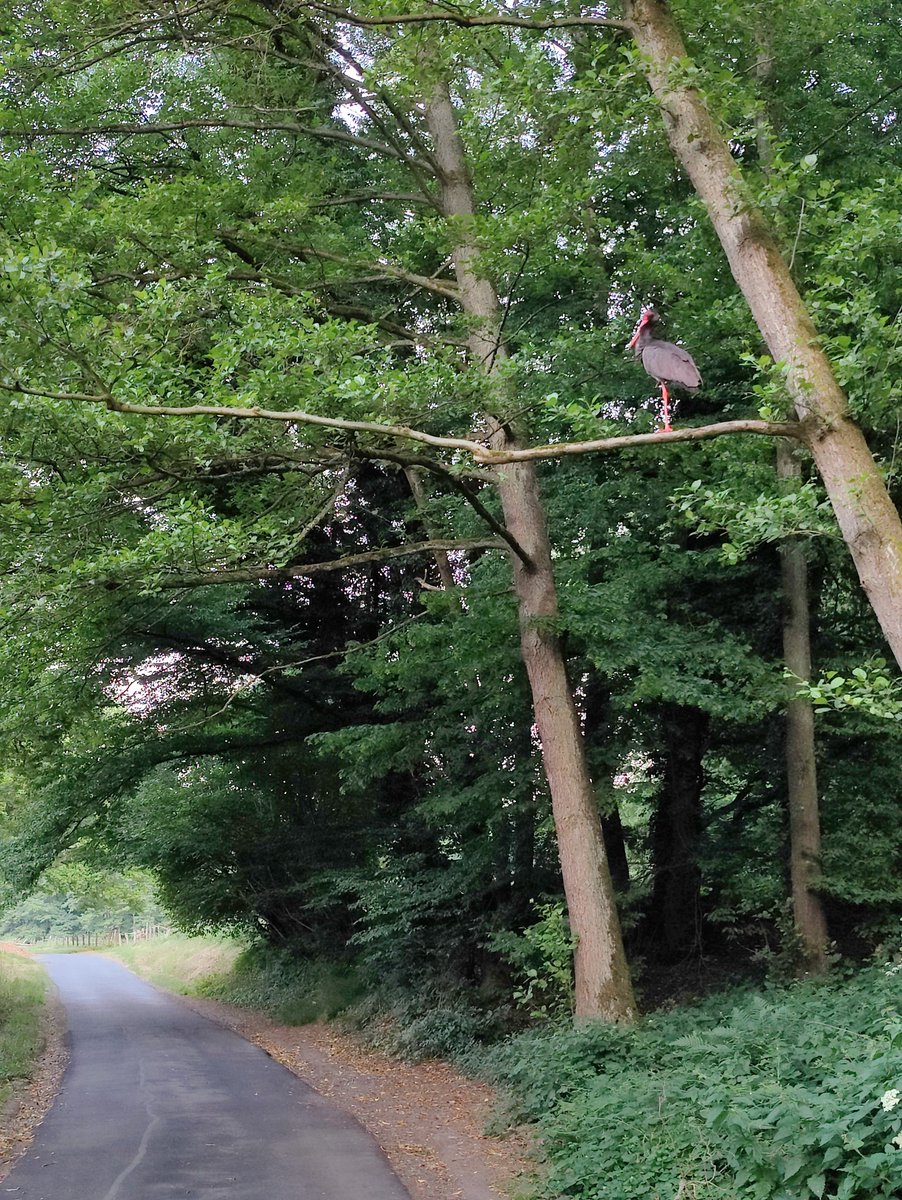 Ein Schwarzstorch heute Abend bei uns im <a href="/Das7Gebirge/">Siebengebirge</a> Was für ein Zufall und großartige Entdeckung <a href="/NABU_de/">NABU 🦤</a> <a href="/UniBonn/">Rheinische Friedrich-Wilhelms-Universität Bonn</a> <a href="/BmNeuhoff/">BM Otto Neuhoff</a> <a href="/WWF_Deutschland/">WWF Deutschland</a>