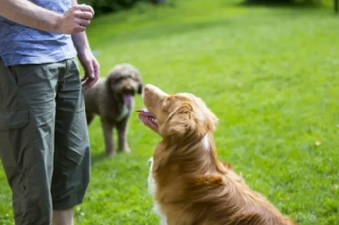 Almuoc's tweet image. 3 Ways to Make Training Your Dog Stick.

 #dogtrainingtips #dogtrainingisfun #dogtrainingadvice 
buff.ly/43klA6S