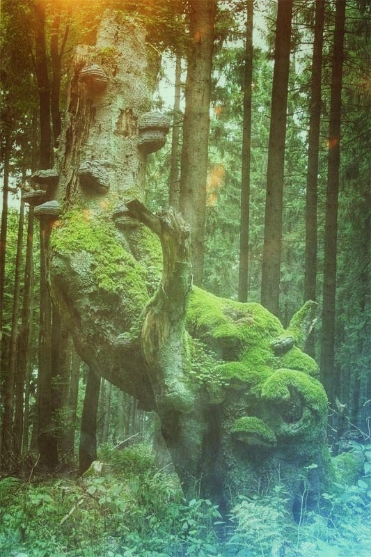 theavalonians's tweet photo. We were camping in a remote valley on the edge of Exmoor. The twisted trees were deeply moss covered. In the half light they took on wild supernatural forms, appearing at times like living creatures. Oddly, thick moss also was present when I became pixy-led in the woods once. https://t.co/tZvxaHUySn
