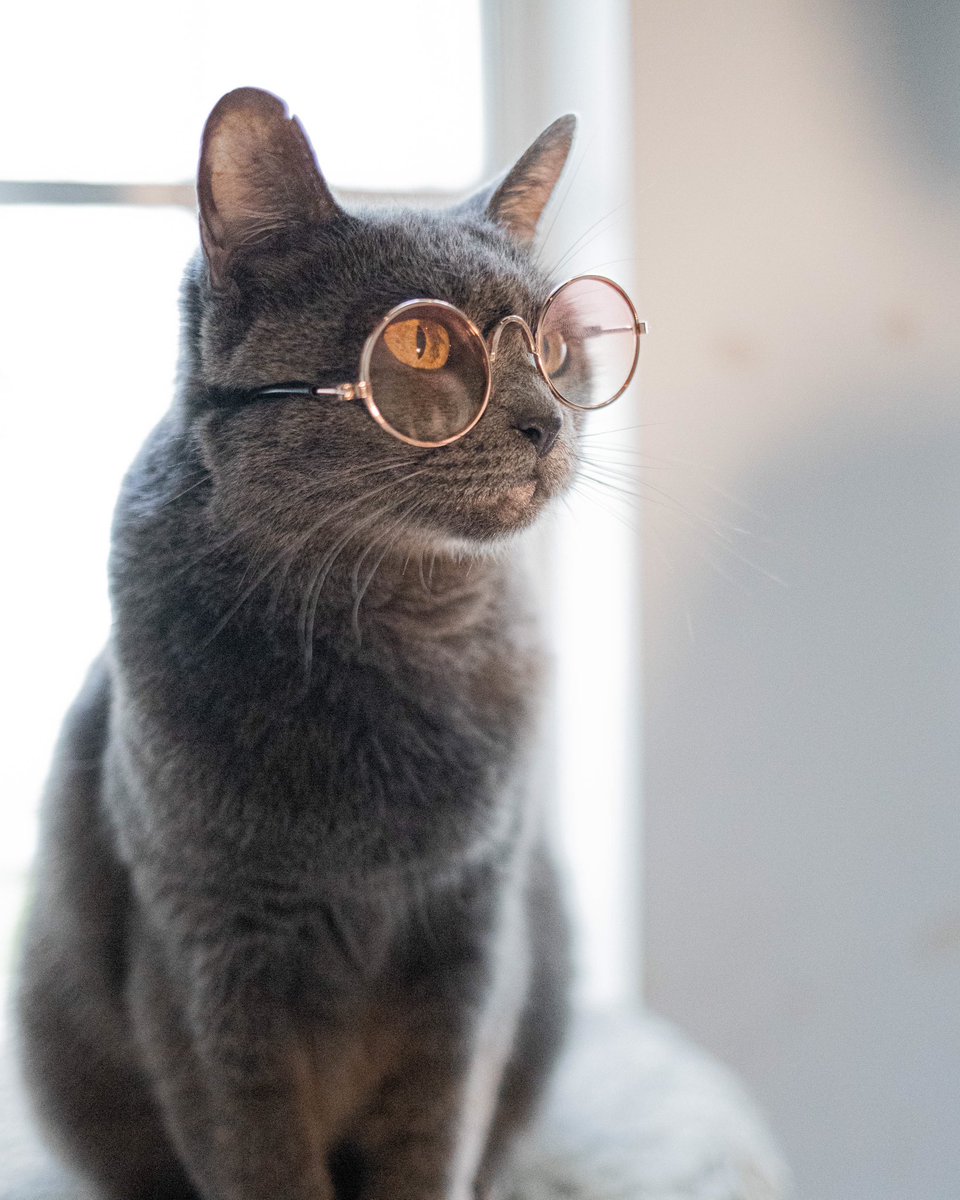 Just another day at the office #cat #petphotography #product #productphotography for #vivipet #petsupplies #catglasses #geek #nerd #ilovecats #riendostudio #freelancer