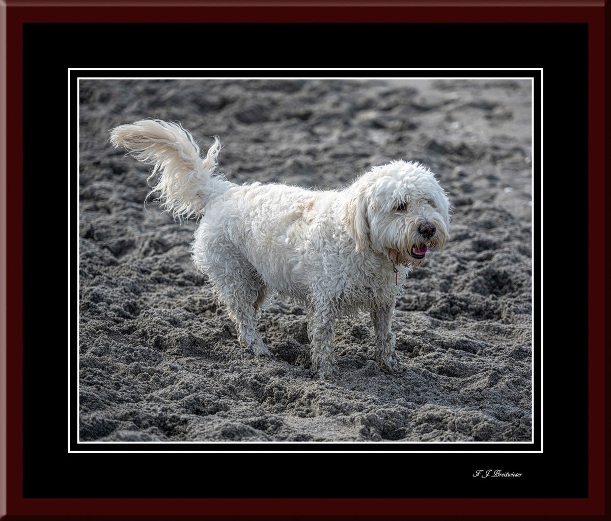 Dog Photographer tweet media