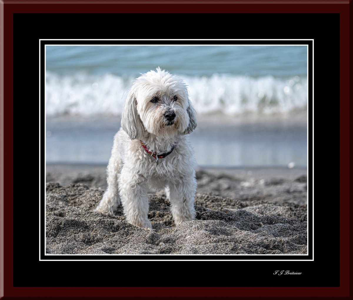 Dog Photographer tweet media