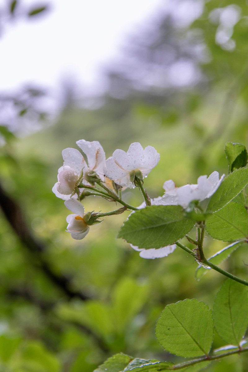 6月11日、軽井沢雲場池。予報通り朝から雨となっています。池縁のノイバラが咲き始めていました。