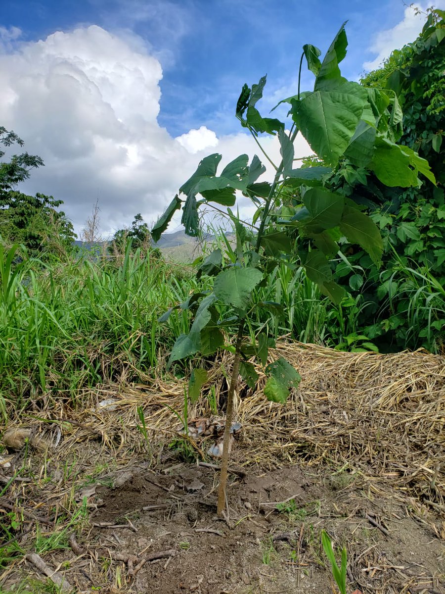 sembramostodos's tweet photo. Hoy fueron plantados 67 árboles en zona verde de El Castaño #Maracay. El esfuerzo fue conjunto entre vecinos, miembros de nuestro equipo, amigos y hasta una escuela de Tae Kwondo.
Una parte provino del vivero forestal del grupo, los otros de colaboradores. https://t.co/MY4oa7Z8b2