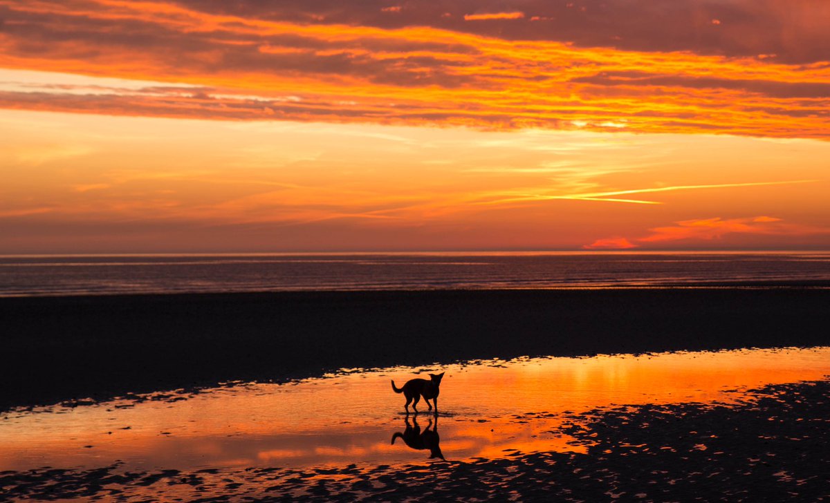 PiersDupoy's tweet photo. Sunset dog walk with Mambo on St Ouen’s beach in Jersey #JerseyCI #Sunset https://t.co/pXMecfXw7H