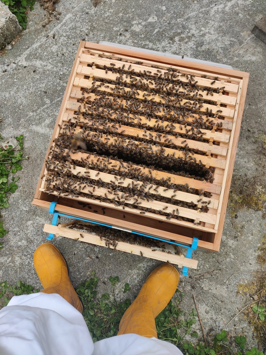 (Ben) First time spotting the queen this year. Last year, the hive killed the old one. Then spent the rest of summer and early autumn rearing a new one. Was kinda touch and go over winter what with the cold weather. But they do be thriving, so proud 😀