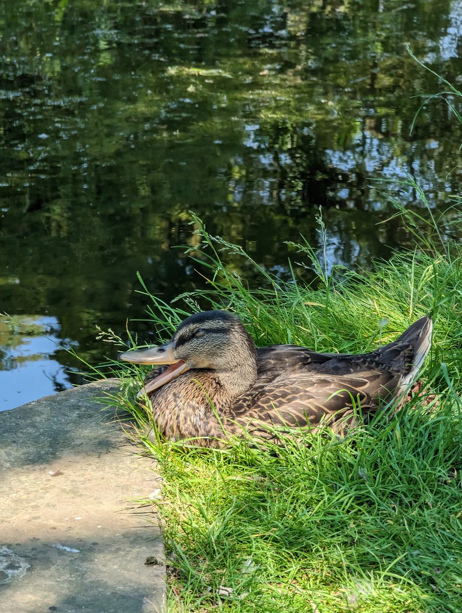 ClicOcto's tweet photo. Day 10 of #30DaysWild challenge, a relaxing day in the heat and wildlife of @CUBotanicGarden https://t.co/cCgPtENIMW