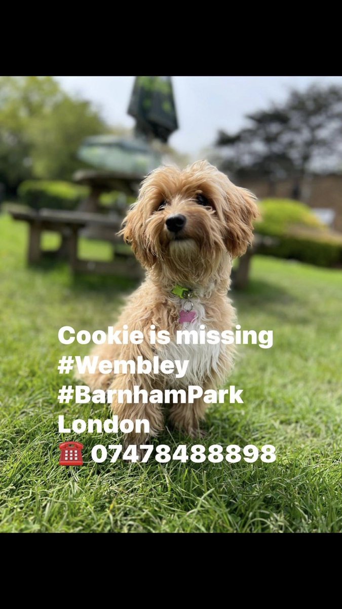 Help me #FindCookie #BarnhamPark #Wembley #London @MissingPetsGB @thedogfinder @WittmanHelga @rosiedoc666 facebook.com/groups/1066822…