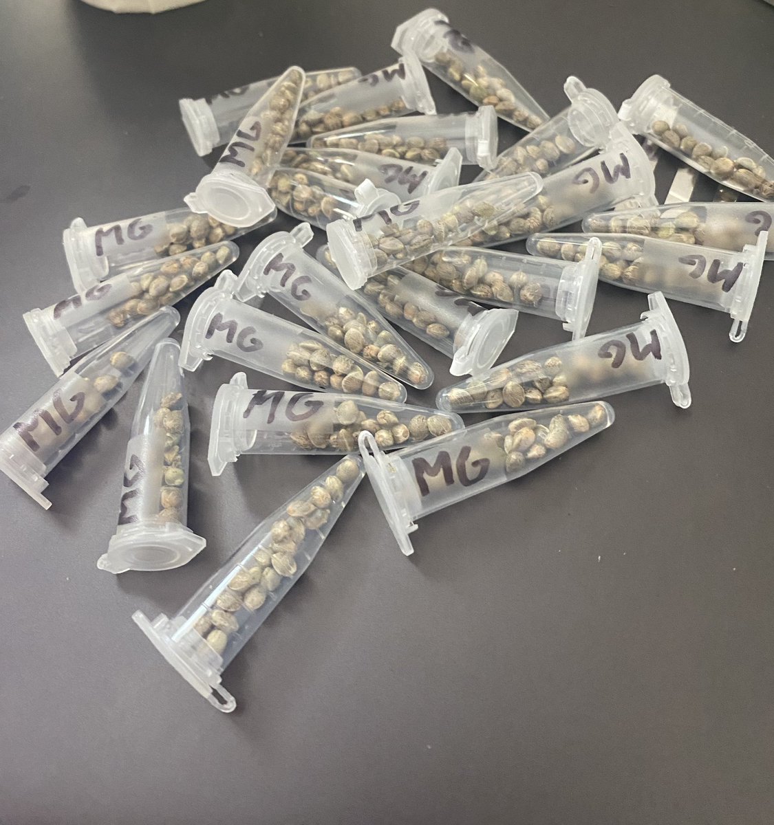 <<<<<<<GIVEAWAY<<<<<<<<
75 regular seeds total. 3 different types Mebar Gascon, Snikelfritz, and Cat Piss.  All you have to do is follow me, retweet, and tag 4 friends. Next Saturday the 17th the winner will be chosen by noon. USA shipping only.  A big thank you to all my