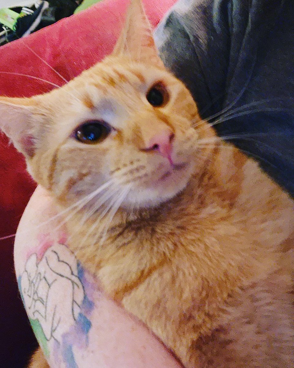 TheSandyPooch's tweet photo. Sweet Orange Babies! #pretty #cats #orangecat #soupcat https://t.co/piqEsGUS8X