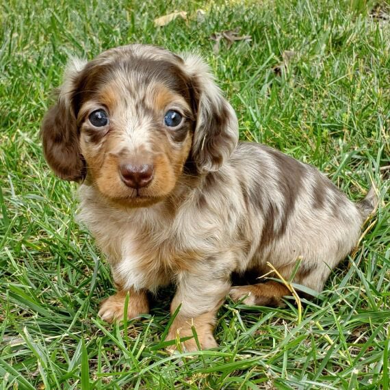 Ryan Shanks tweet media