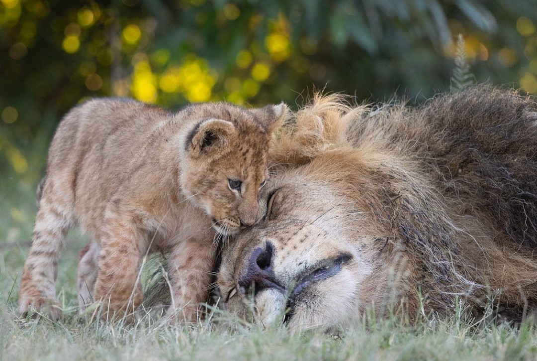 WAKE UP DAD!!! So cute 😍 #LoveLions 📸 lauradyerphotography IG