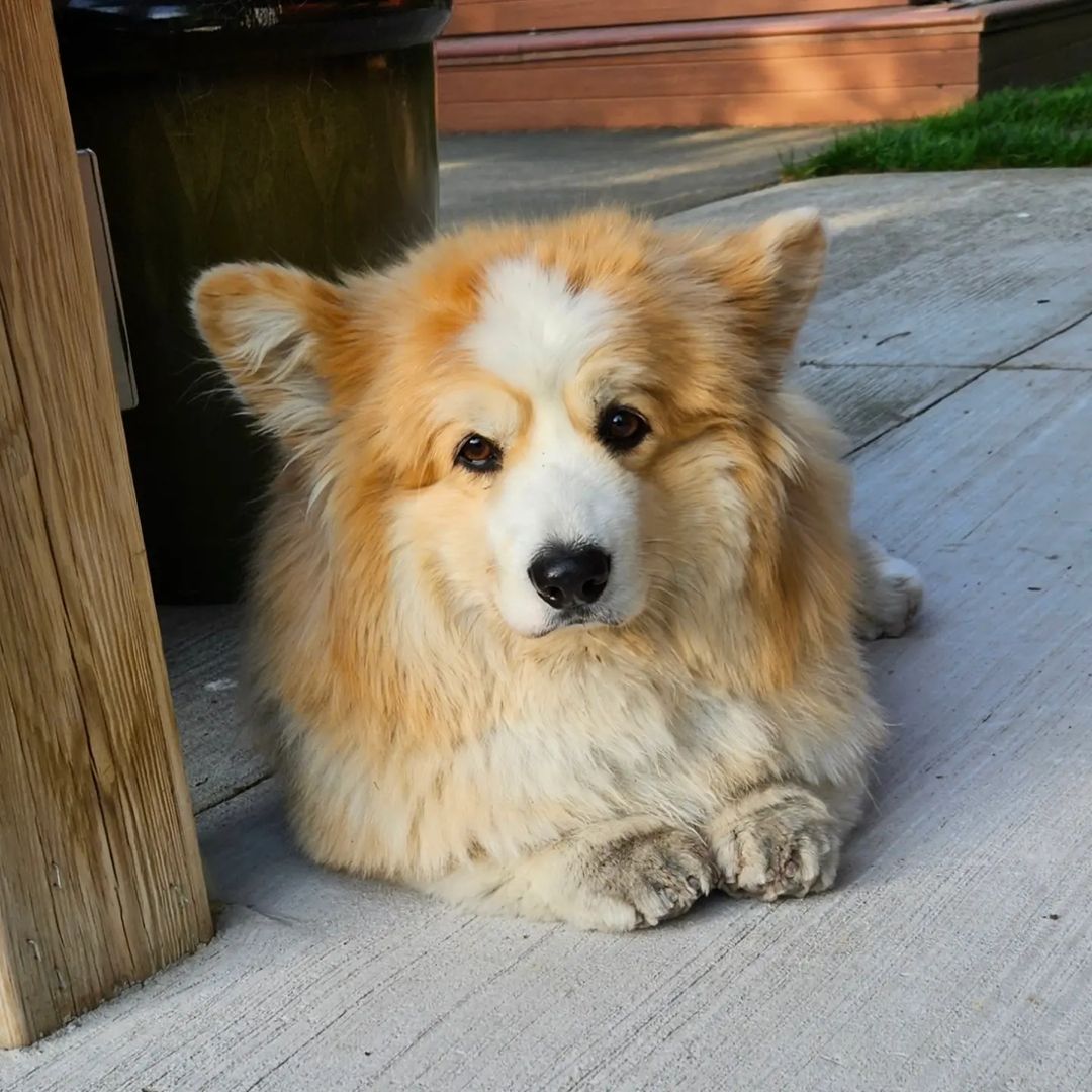 ArenaCorgi's tweet image. #corgi  #CorgiCrew  #CorgiDay  #corgilover  #corgilovers