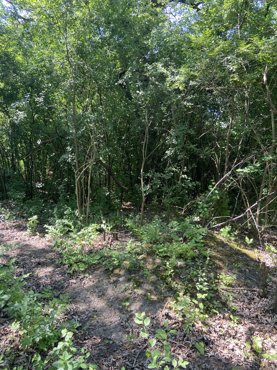 These represent the power of volunteers. I’m standing in the same spot @FabyanPreserve, one picture is looking south and is 100% buckthorn, the other is looking north and represents months of hard work.  Volunteers rule!!! Never stop giving of your time, it makes a difference.