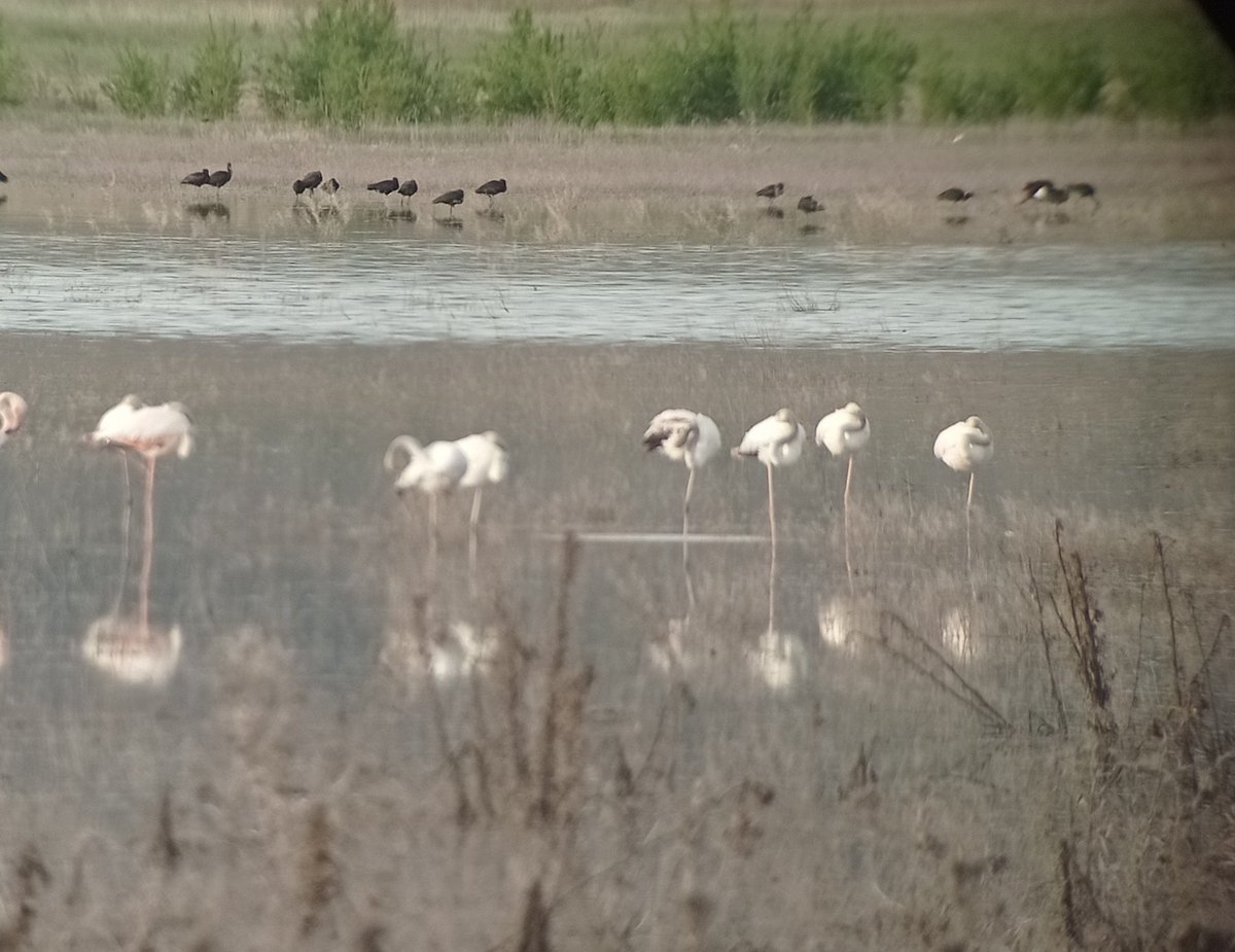 garrofin's tweet photo. Espectaculares las lagunas temporales y habituales alrededor de @AytoVillaca con especies en expansión, como los #Moritos . Bien merece una visita antes de que se sequen @MAmbBioquimUCLM https://t.co/bM6Jyfo8Zl