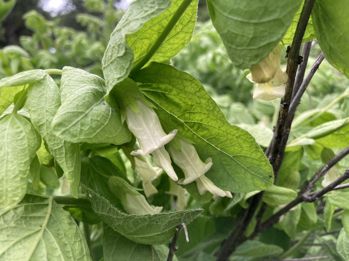 RPComito's tweet photo. Lepechinia rossii (Ross’s Pitcher Sage) in bloom @CABotanicGarden . Notice the leafy 🥬 bracts along the scalloped inflorescence. Great to have an example of this local rare endemic! https://t.co/ZE1ttNJdxy