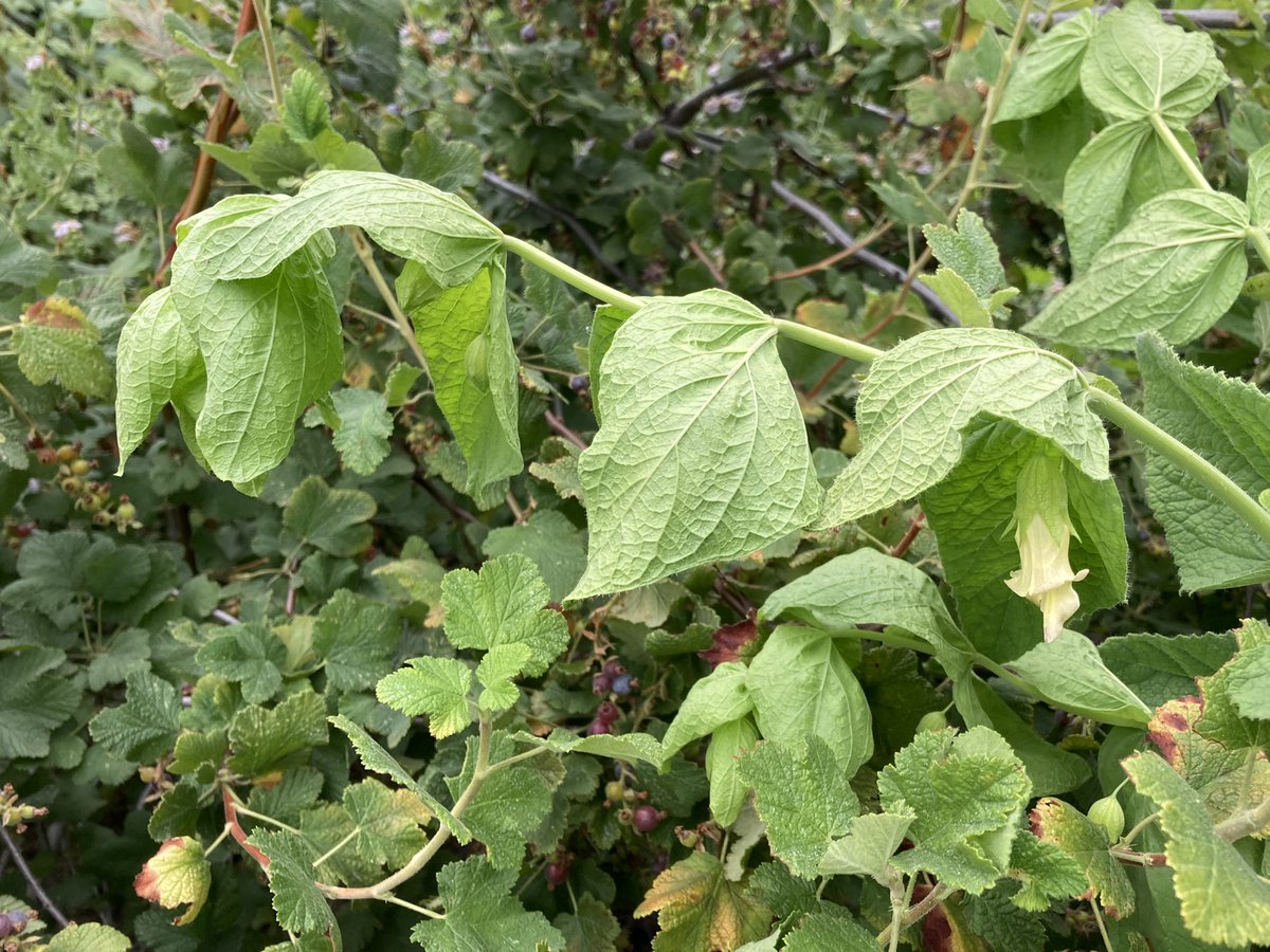 RPComito's tweet photo. Lepechinia rossii (Ross’s Pitcher Sage) in bloom @CABotanicGarden . Notice the leafy 🥬 bracts along the scalloped inflorescence. Great to have an example of this local rare endemic! https://t.co/ZE1ttNJdxy