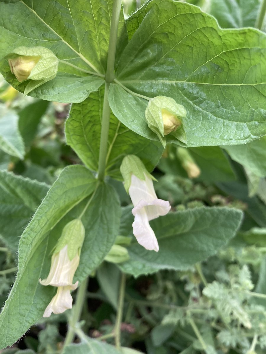 RPComito's tweet photo. Lepechinia rossii (Ross’s Pitcher Sage) in bloom @CABotanicGarden . Notice the leafy 🥬 bracts along the scalloped inflorescence. Great to have an example of this local rare endemic! https://t.co/ZE1ttNJdxy