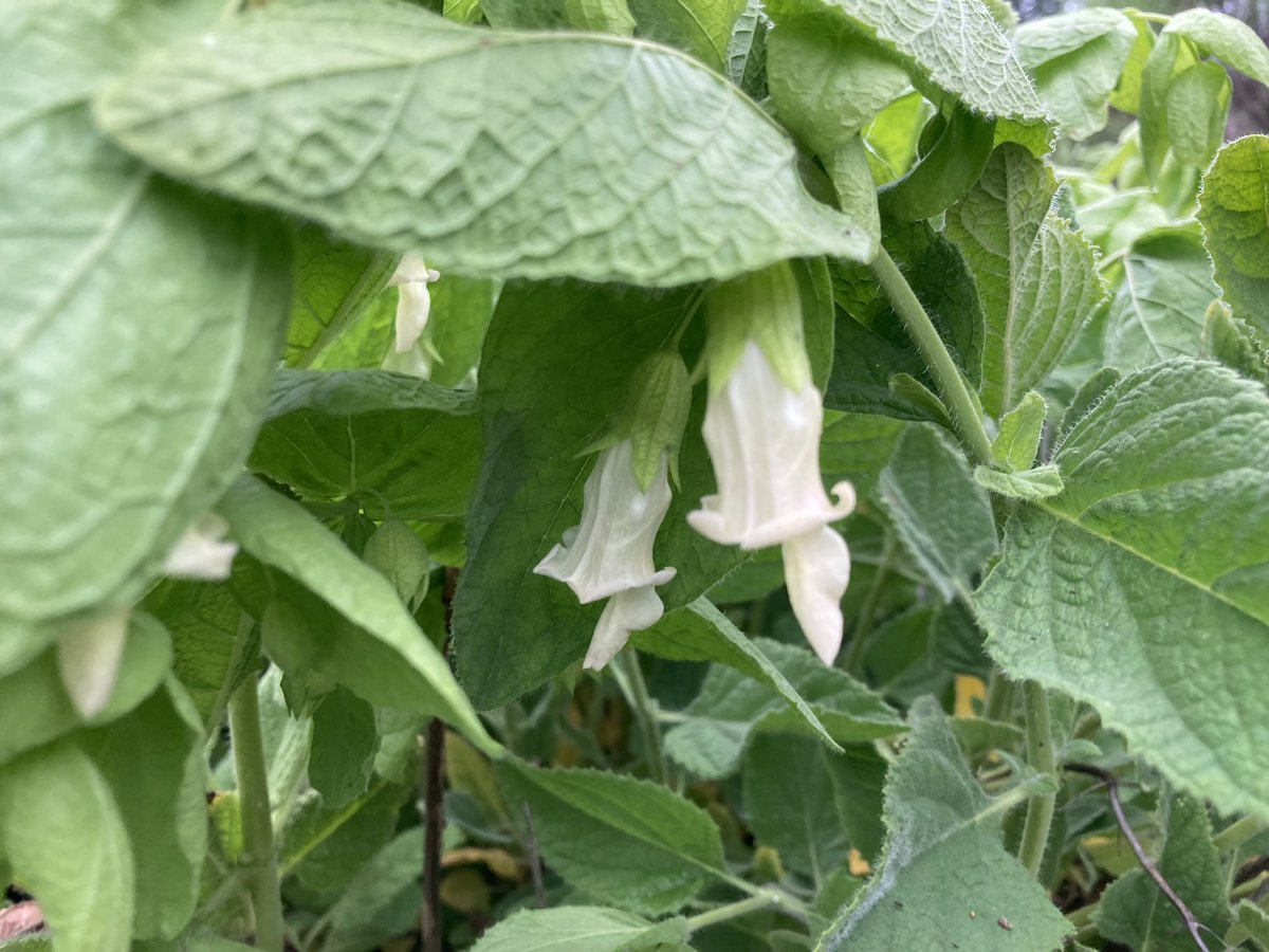 RPComito's tweet photo. Lepechinia rossii (Ross’s Pitcher Sage) in bloom @CABotanicGarden . Notice the leafy 🥬 bracts along the scalloped inflorescence. Great to have an example of this local rare endemic! https://t.co/ZE1ttNJdxy
