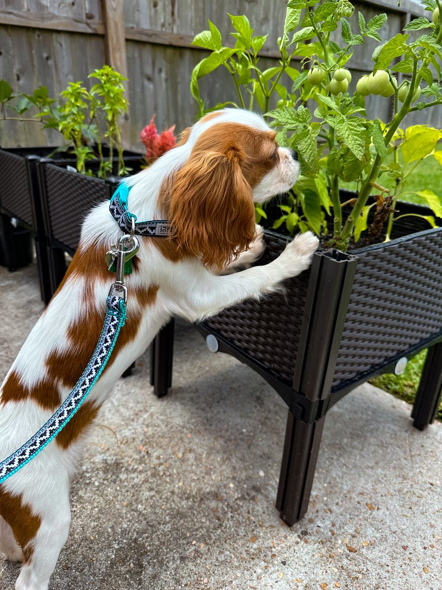 Helping in the garden. Archie loves looking and smelling all the plants. 

#cavalierkingcharlesspaniel #cavalierking #cavalierkingcharles #puppy #dog #dogs #puppies #doglovers #pets #garden #plants#art #artist