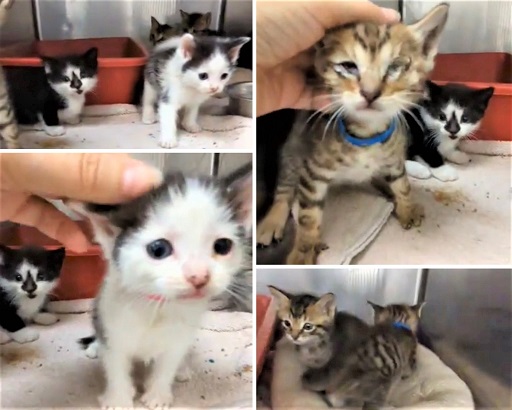 🆘URGENT!🆘PLEDGES NEEDED🙏🏽PLZ HELP IF YOU CAN🆘
💖THESE 5 LITTLE 4WO 🐾#KITTENS🐾💖
🚨NEED💸PLEDGES & #RESCUE🚓ASAP!*Goal is $500🚨
▶IDs 645441 - 445 Cage 713 facebook.com/photo/?fbid=62…
🙏🏽#PLEDGE 2 #SAVEALIFE
💞SHARING SAVES LIVES💞
#MARIETTA #GA @cobbkitties #KITTENSEASON