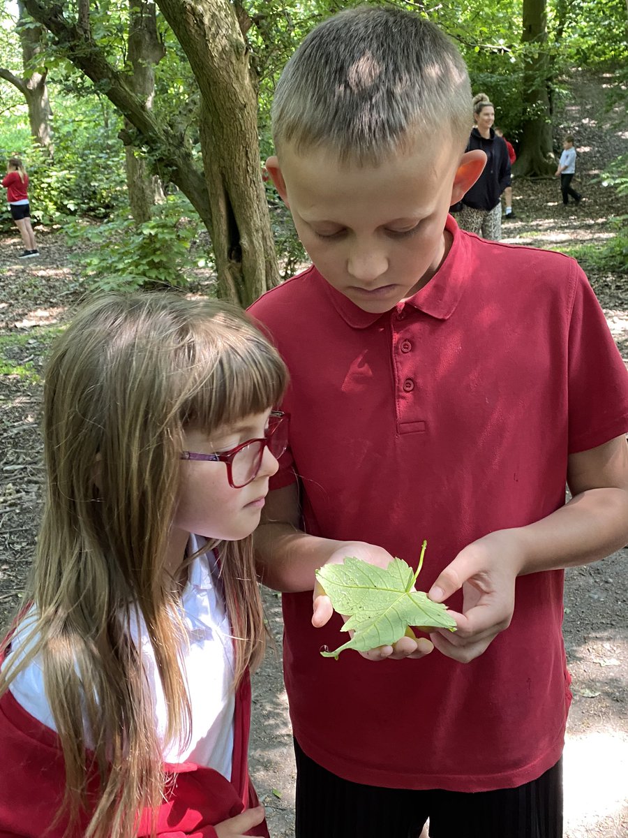 mrs_mcclare's tweet image. Yesterday, Class 6 had fantastic fun being scientists. We explored our local woodland habitat and looked at different microhabitats to see the creatures that lived there. Thank you Y6 for all you help! 🪱🕷️🐜🐌🪳🪵🍂🪨🪺@RedscopeSchool @MrsWalpoleC13 @MrsParmenter14
