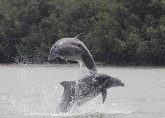 Delfines 🐬de agua dulce surcan las aguas de la📍Laguna de Perlas en el Caribe de #Nicaragua 

Esta creación perfecta de la Vida Acuática es parte de la biodiversidad con la que cuenta la reserva natural de Wawashang con 856,729 hectáreas

#UnidosEnVictorias 
<a href="/DeZurdaTeam_/">DeZurdaTeam 📳</a>