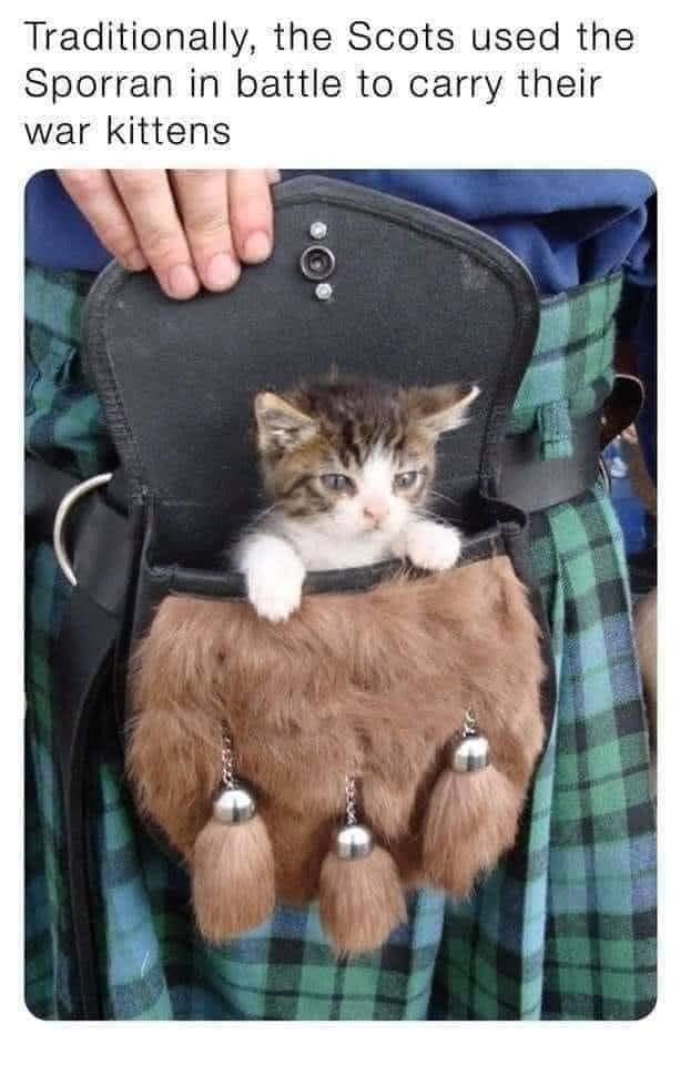 Please wear a mask. And a sporran. How else are you going to carry your war kittens?