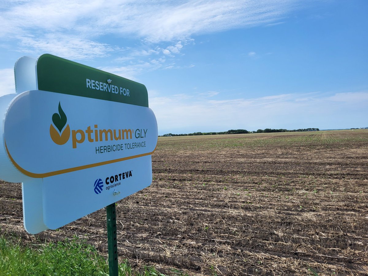 Come out on Wed at 930 am to check out how the 3 Optimum Gly hybrids are stacking up early in season vs current TruFlex hybrids. Plus any current agronomic topics that are on the radar. 

Contact me for location details.

#tailgatetours #OptimumGly #itshere