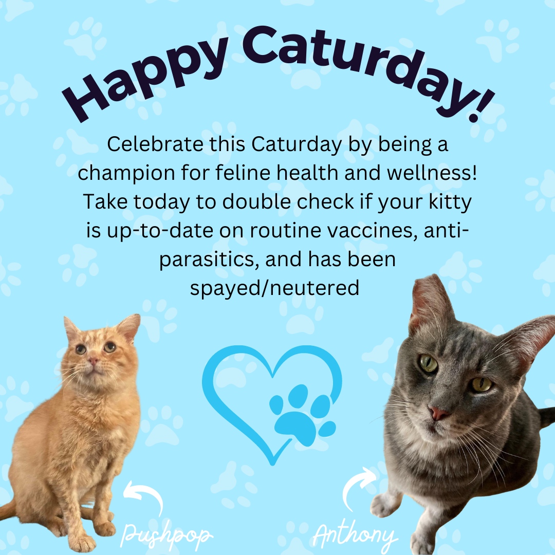 Happy Caturday! 🎉

Do you have a kitty at home? Drop a photo of your #Caturday in the comments below! 💕

#Waggle #Waggleforpets #CelebrateCaturday #Felinehealth #Felinewellness #Preventativecare #Crowdfundingforpets #Veterinarycrowdfunding #Savepetslives #Helppets #Helpcats