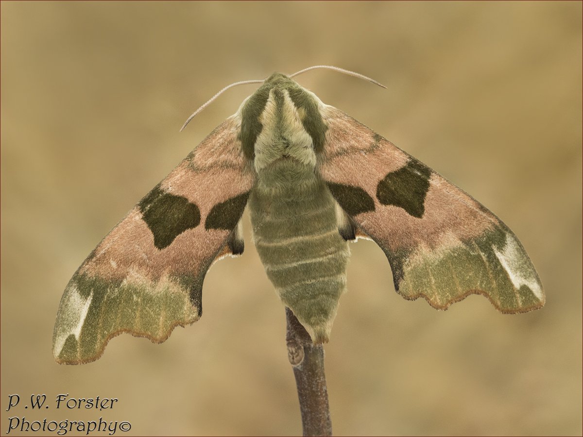 Lime Hawk female from Guisborough recent 
@teesbirds1 @WhitbyNats @Natures_Voice @ynuorg @clevelandbirds @teeswildlife @TeesCoast @DurhamBirdClub @RSPBSaltholme @YWT_North @YorksWildlife @BC_Yorkshire @insectweek @InsectsUnlocked @TheLepSoc @RoyEntSoc