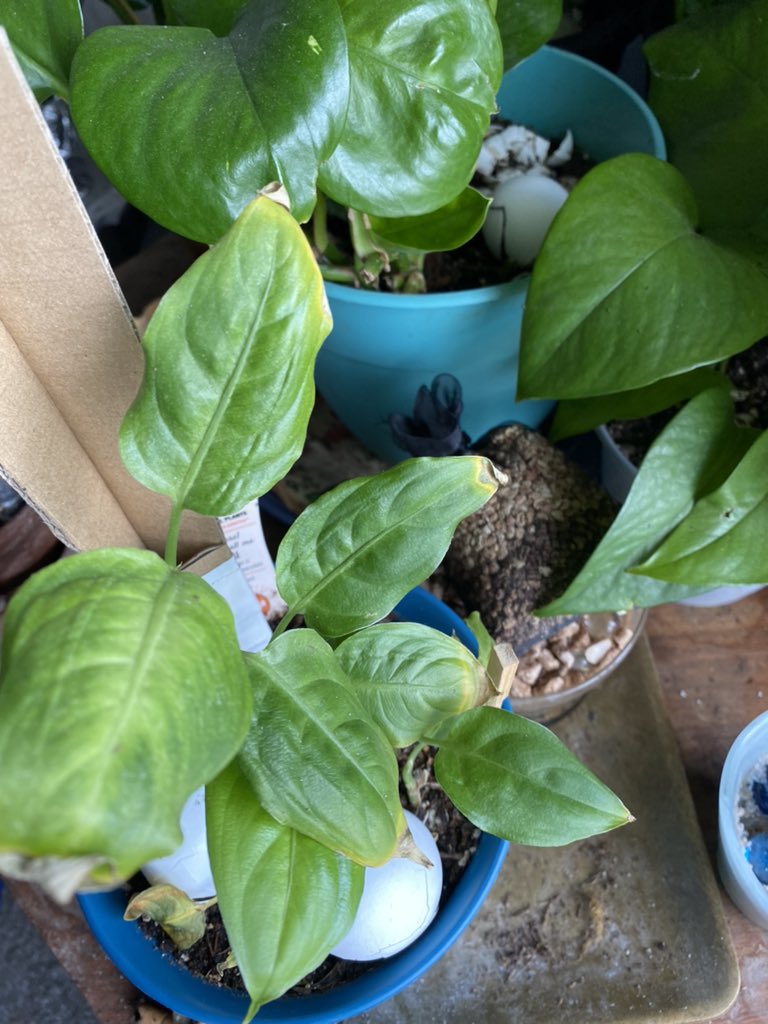 My dieffenbachia are starting over but this new growth is promising #plantsbringpeace #plantsareamazing