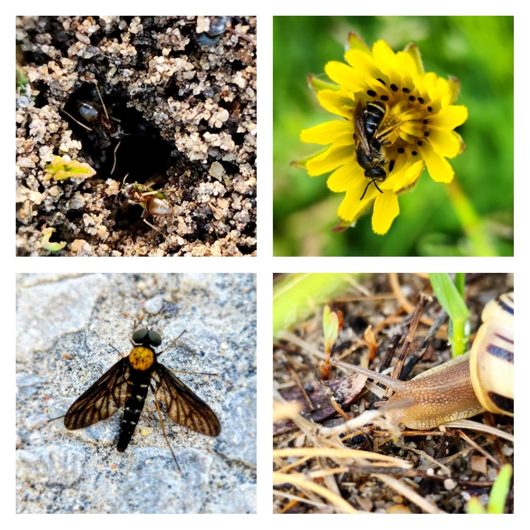 MsARTiculate's tweet image. Mastering #MacroPhoto techniques using accessible tools! Exploring #SmartphoneHacks to capture stunning close-up shots, just like my Ss can. #AccessibleLearning
#CreativeTeaching
#SkillBuilding
#TeachingInnovation
#EverydayTools #AccessibleLearning @OnAEA