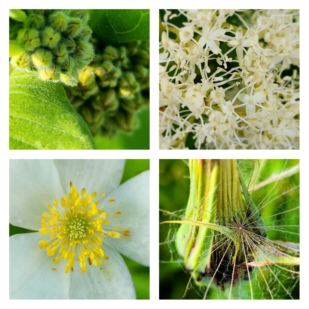 Mastering #MacroPhoto techniques using accessible tools! Exploring #SmartphoneHacks to capture stunning close-up shots, just like my Ss can. #AccessibleLearning
#CreativeTeaching
#SkillBuilding
#TeachingInnovation
#EverydayTools #AccessibleLearning @OnAEA