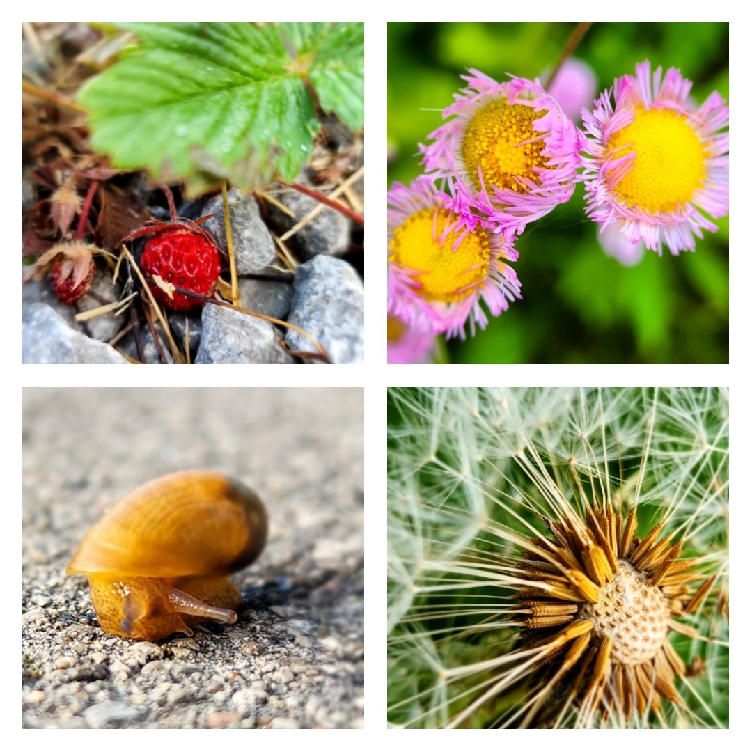 MsARTiculate's tweet image. Mastering #MacroPhoto techniques using accessible tools! Exploring #SmartphoneHacks to capture stunning close-up shots, just like my Ss can. #AccessibleLearning
#CreativeTeaching
#SkillBuilding
#TeachingInnovation
#EverydayTools #AccessibleLearning @OnAEA