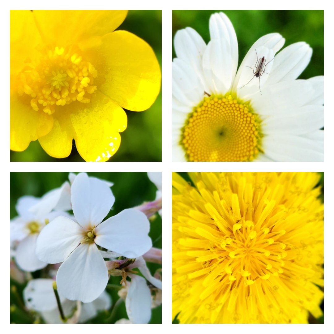MsARTiculate's tweet image. Mastering #MacroPhoto techniques using accessible tools! Exploring #SmartphoneHacks to capture stunning close-up shots, just like my Ss can. #AccessibleLearning
#CreativeTeaching
#SkillBuilding
#TeachingInnovation
#EverydayTools #AccessibleLearning @OnAEA