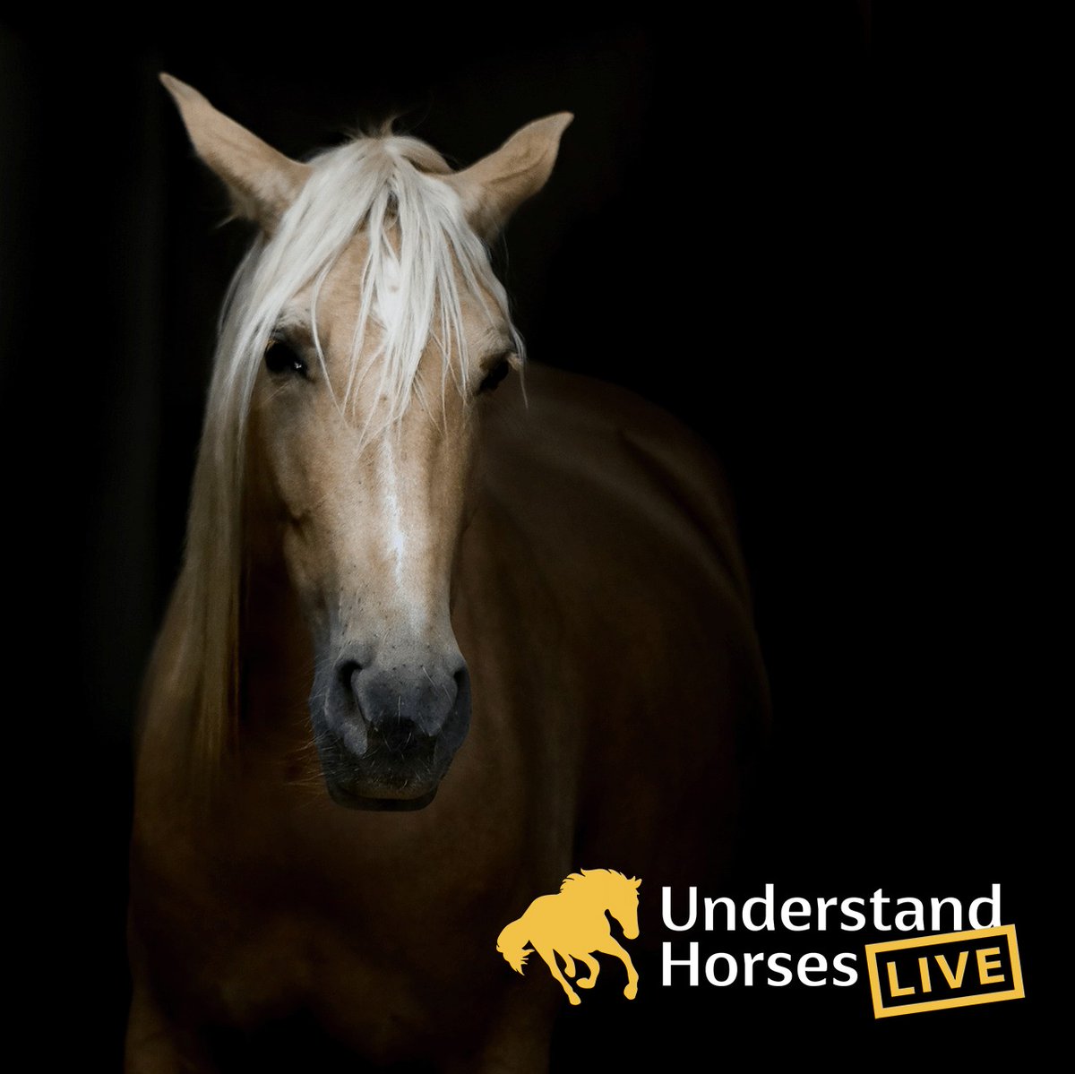 equine_courses's tweet photo. Veterinary behaviourist Roxane Kirton will be giving a talk and practical demonstration on the subject of pain in horses at Understand Horses Live on 1st and 2nd July.

Event info:

https://t.co/CAf1u0vGsv

#horsebehaviour #horsewelfare #horses #equinevet https://t.co/vabmqFMmxf