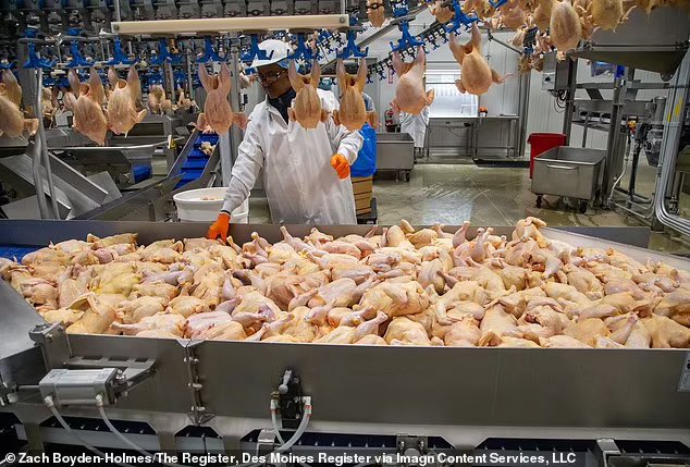 I probably would’ve stopped eating meat earlier had I read stuff like this in high school. This stuff would’ve disgusted me. I’d just imagine these little bird bodies going down the conveyor belt to be little human bodies. It’s horrific.