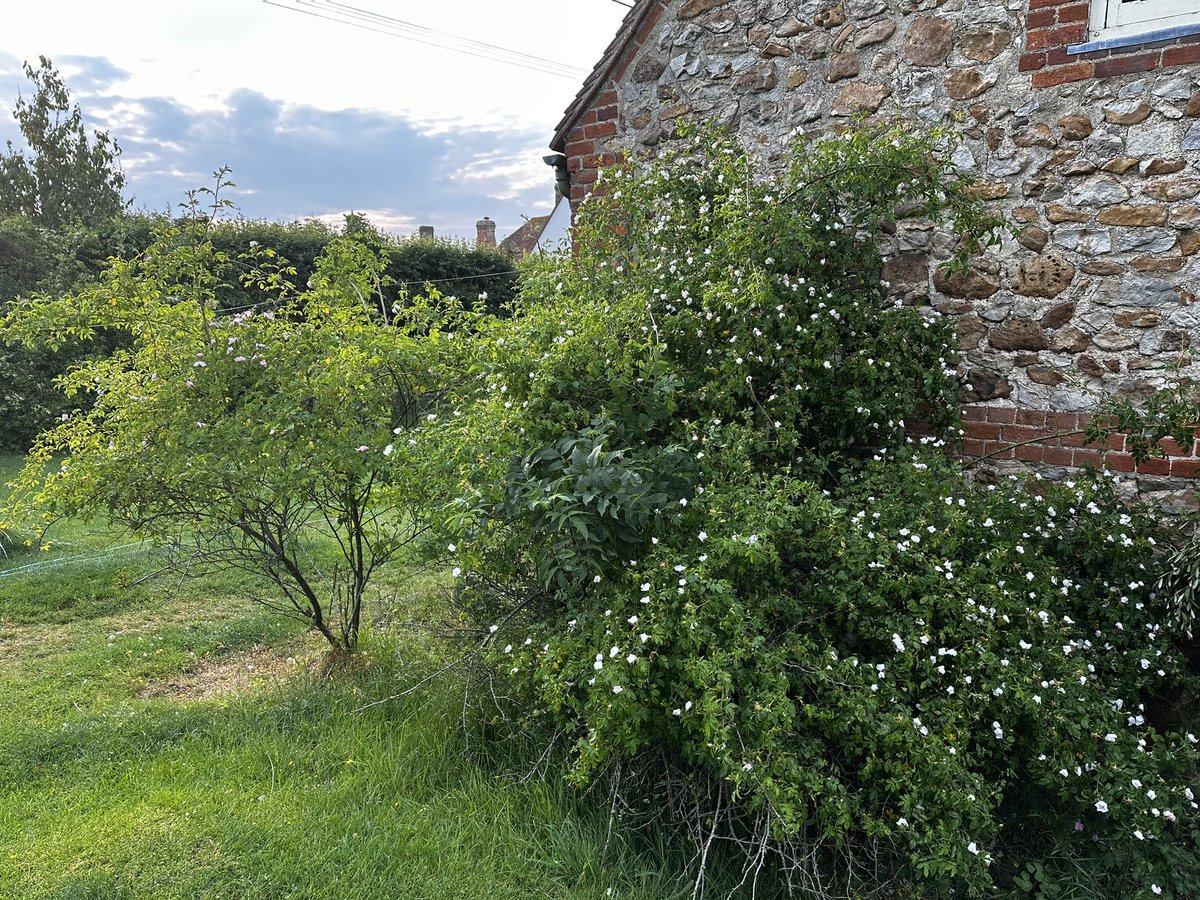 Blissful June evening. . Enjoying the early wild roses from old rootstock ( early here as east wind hits us ) Found a new salad idea , cumin & sumac . Love evening in garden Bella on lookout 🐾💕🐾💕
#labradorlife #roses #junegarden #eveninglight