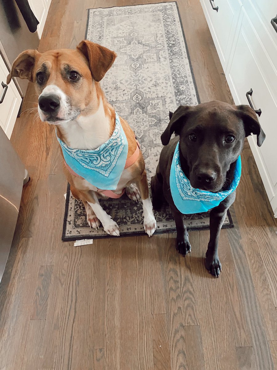 katedomanski's tweet photo. If I dog sit your dog then they are city fans while they’re with me 😂

LETS GO @MANCITY! 🩵 https://t.co/kh9ZrcY014