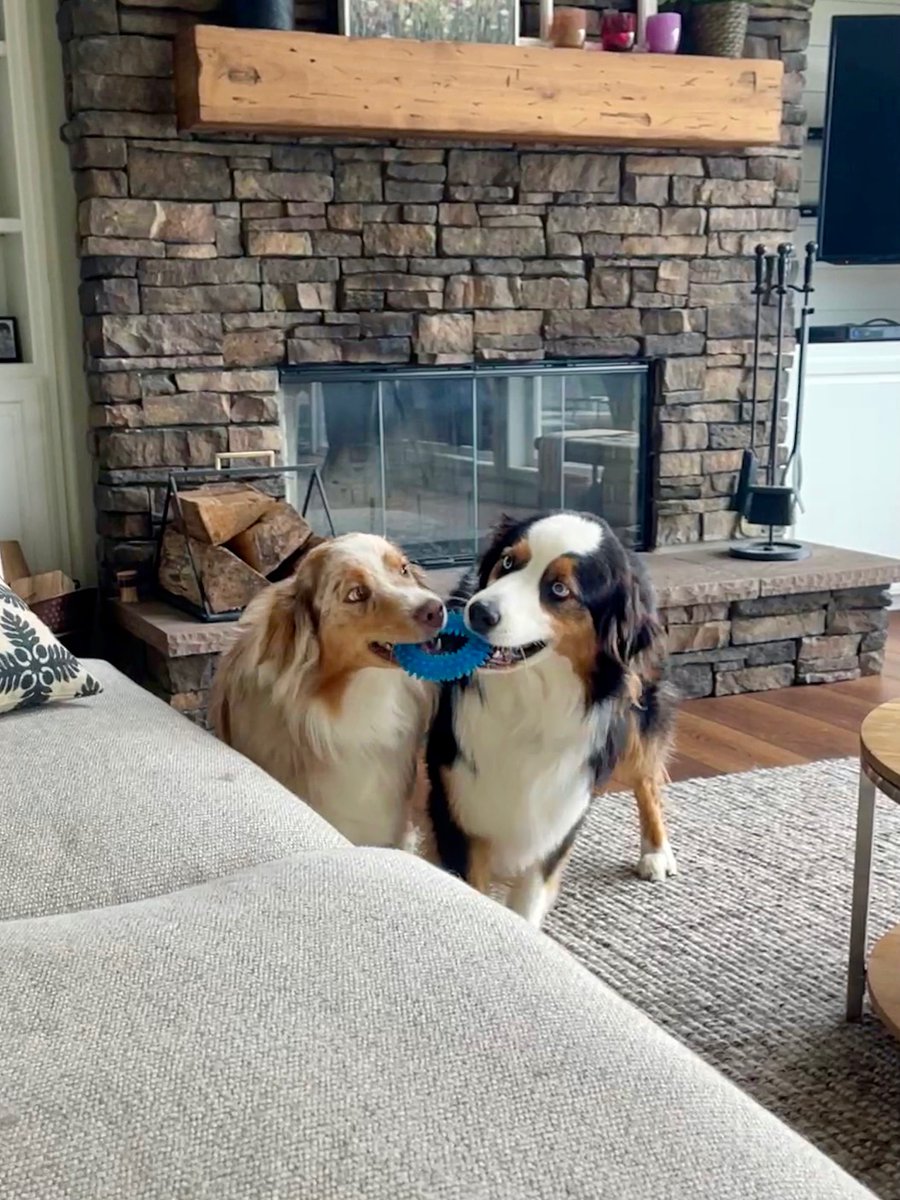 It's a rainy day, indoor play day for these two puppers🐾