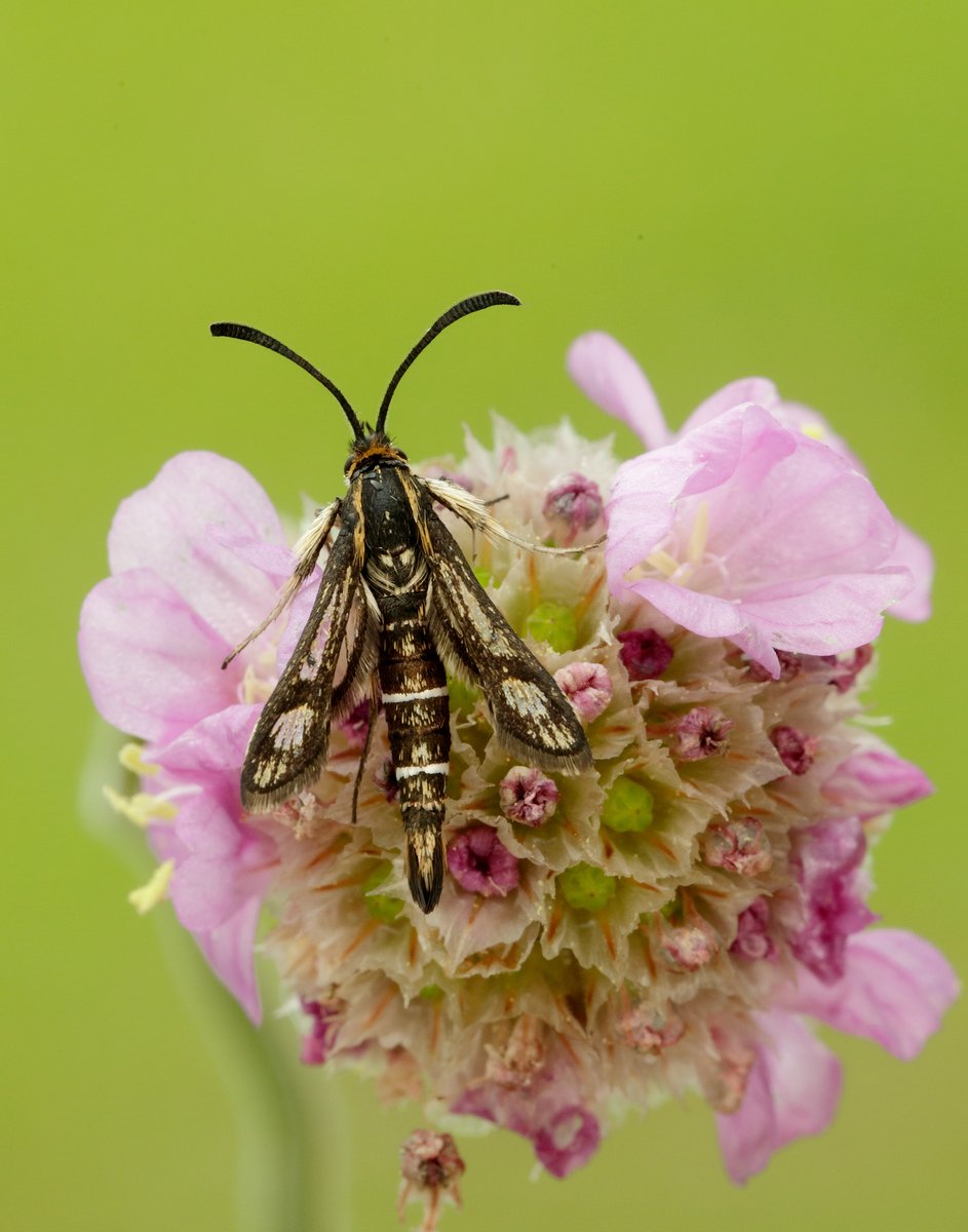 At least 14 Thrift Clearwing to HYL pheromone lure today at Carrick, VC73 Dumfries&Galloway. @BC_Scotland @BC_SWScotland @ukmoths
