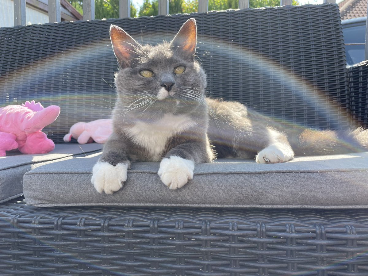 SbiatchSatan's tweet photo. @cat_auras https://t.co/DRwhQWRGxH