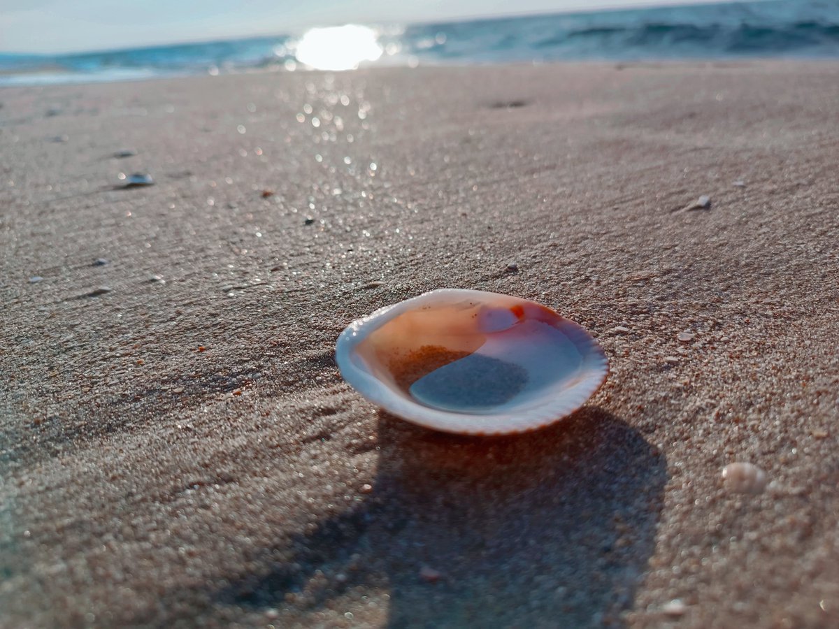 Morgens am Strand
#strand #beach #muschel #shell #beachday #beachlife #france #capdagde #camping #PlacesToTravel #travel #placetobe #Frankreich