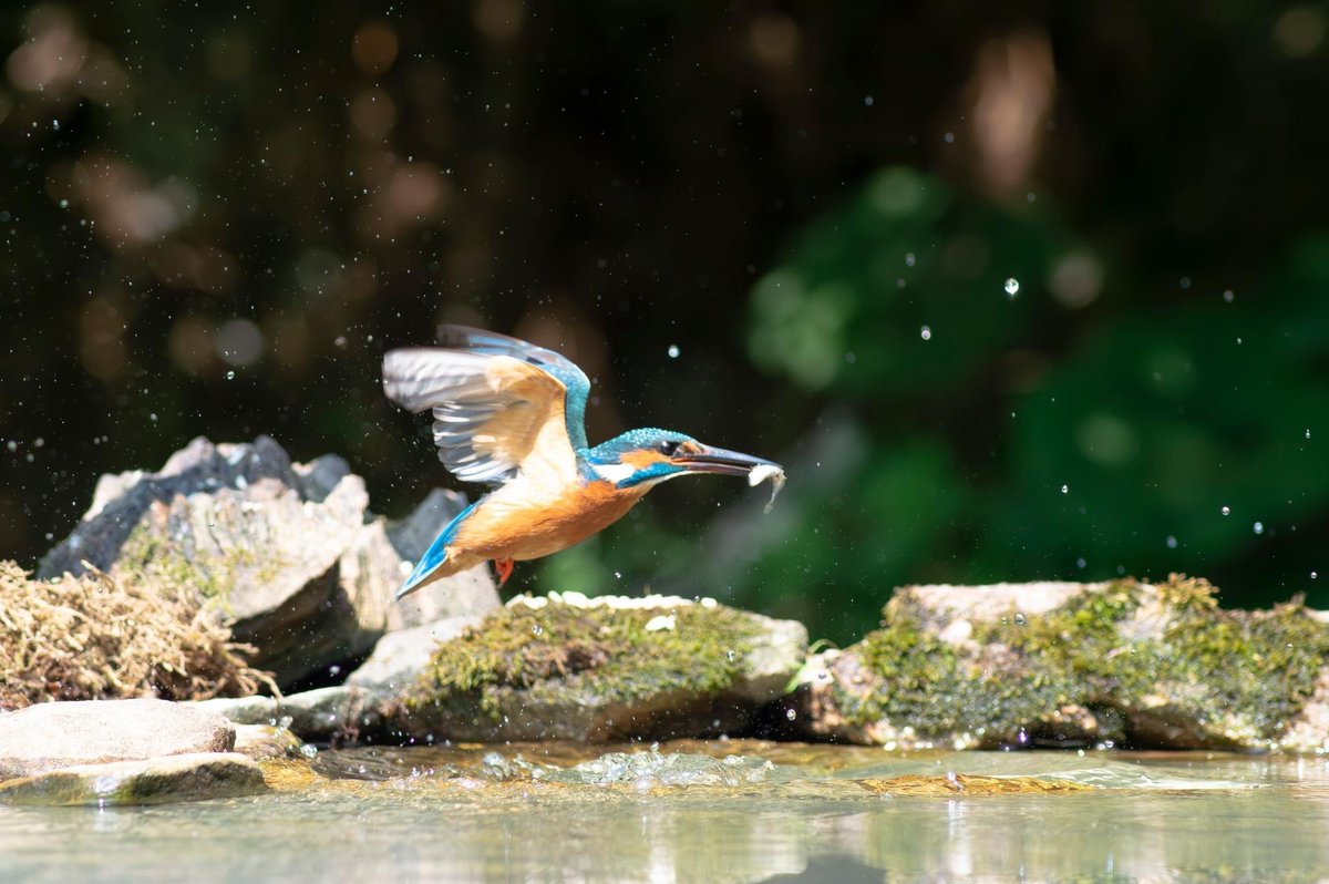 Michelle Chappell tweet media