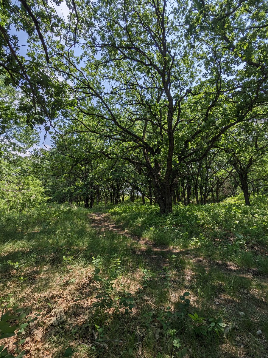 A nice shady spot for some coffee and a cigar along the #NorthCountryTrail.