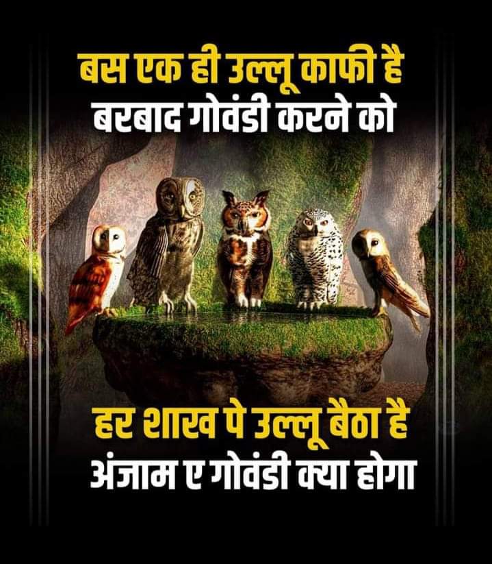 GovandiCell's tweet photo. बर्बाद #गोवंडी करने को बस एक ही उल्लू काफ़ी था 
हर शाख़ पे उल्लू बैठा है *अंजाम-ए-गोवंडी* क्या होगा 

Only one owl was enough to ruin Govandi.
But here Owl is sitting on every branch, 
what will be the outcome of Govandi ? https://t.co/X1U9Tyie7R