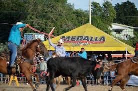 vinculo_pr's tweet photo. ¡Hay campaña para detener los rodeos en P. R.! Los rodeos simbolizan la violencia machista, ya que se trata de dominar un animal por medio del miedo,  perseguir y luego atrapar con sogas atando sus patas. ¡Pura crueldad! https://t.co/aDXWcDYAhl
