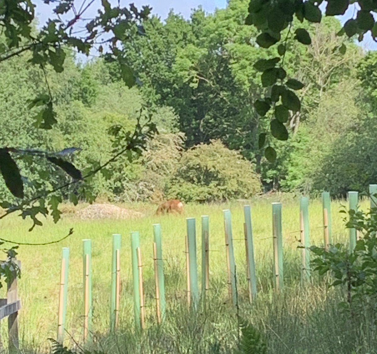 Made a roe deer friend in the sunshine this afternoon