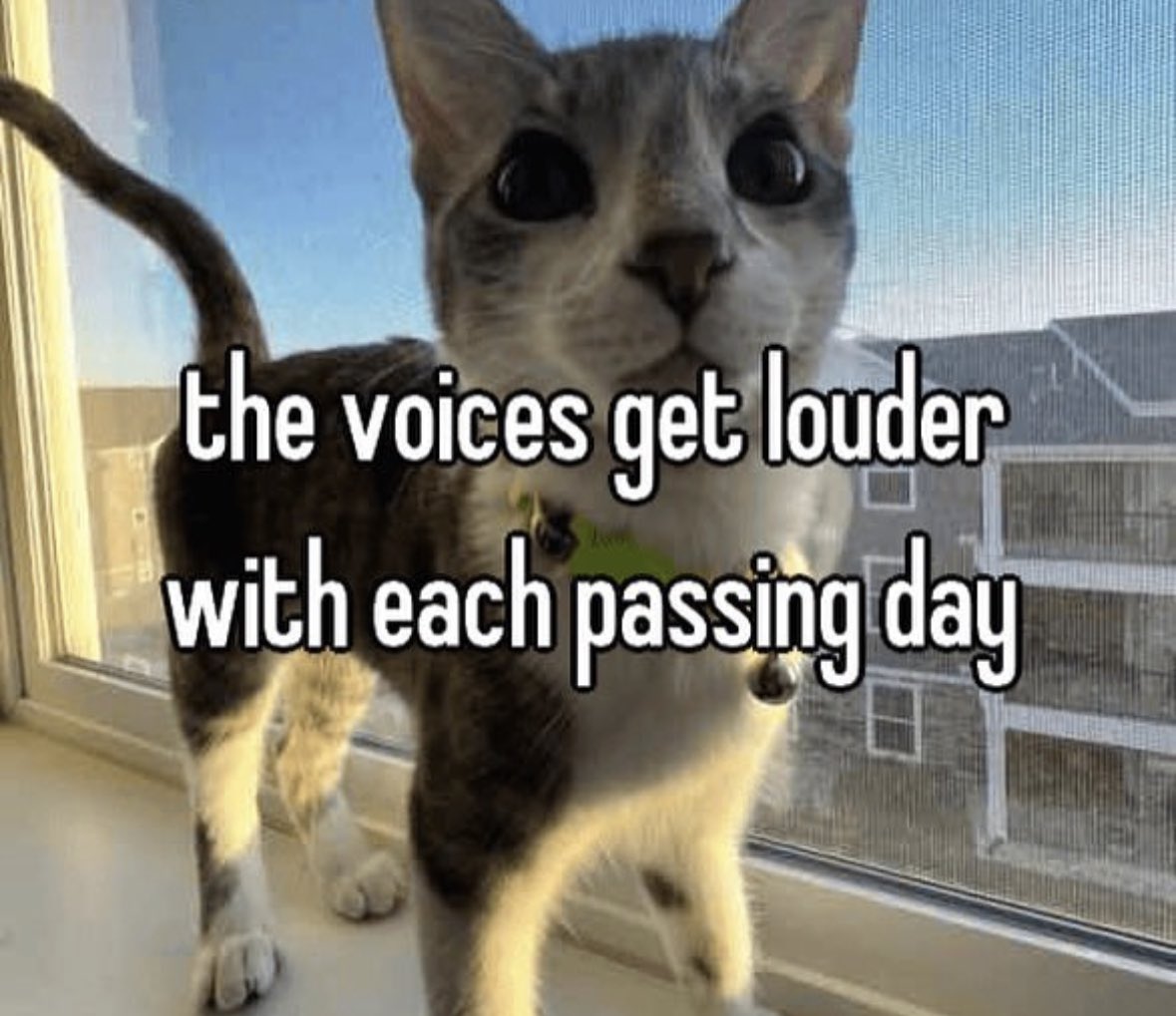 literallymecats's tweet image. 